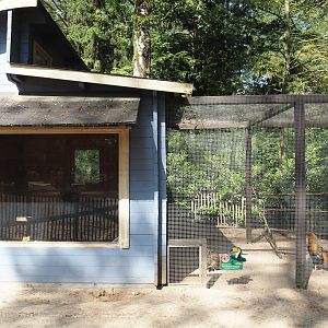 Kraienkopp/Twents Hoen chicken aviary, 2024-05-23