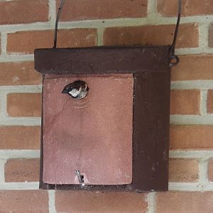 Wild House sparrow (Passer domesticus) using nesting box in education display, 2024-05-24