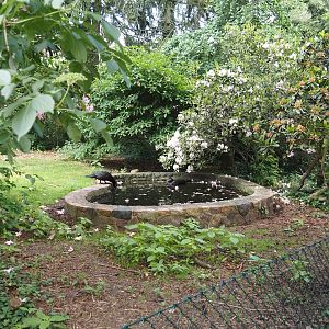 Pond in Muscovy duck exhibit, 2024-05-23