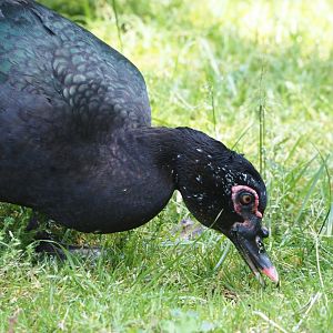 Muscovy duck (Cairina moschata), 2024-05-21