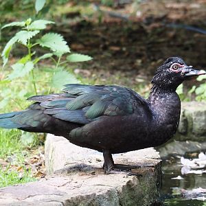 Muscovy duck (Cairina moschata), 2024-05-23