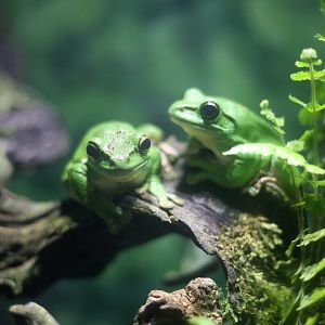 Blanford's Whipping Frog (Zhangixalus dennysi)