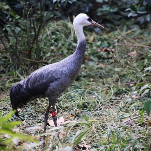 Hooded Crane (Grus monacha)