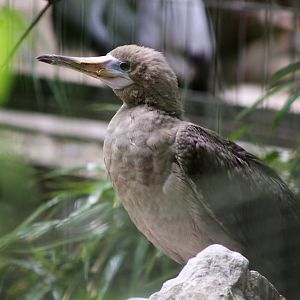 Red-footed Booby (Sula sula)