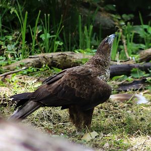 Bonelli's Eagle (Aquila fasciata)