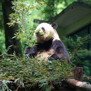 Giant Panda