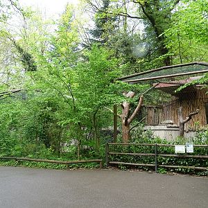 Aviary for harpy eagle