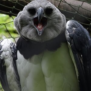 Harpy eagle (Harpia harpyja)