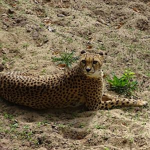 Cheetah (Acinonyx jubatus jubatus)
