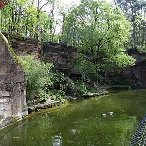 Siberian tiger enclosure