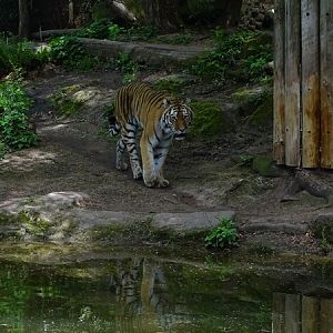Siberian tiger (Panthera tigris tigris / Panthera tigris altaica)