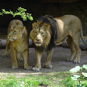 Lion  (Panthera leo)