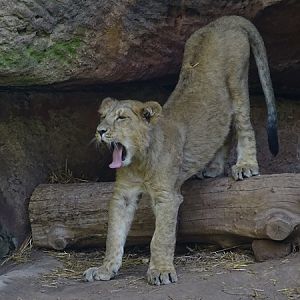 Lion  (Panthera leo)