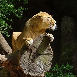 Lion  (Panthera leo)
