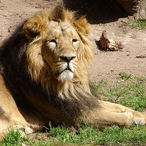 Lion  (Panthera leo)
