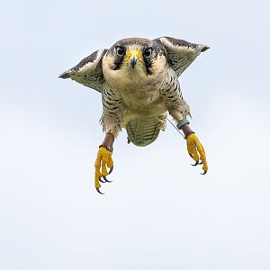 Lanner falcon : Whipsnade : 24 May 2024