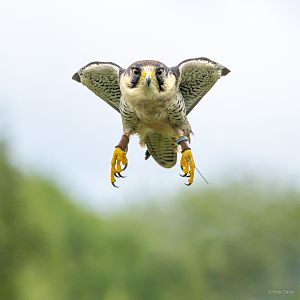 Lanner falcon : Whipsnade : 24 May 2024