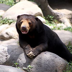 Sun Bear