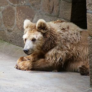 Himalayan Brown Bear (Ursus arctos isabellinus)