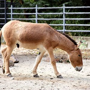 Mongolian Kulan (Equus hemionus hemionus)