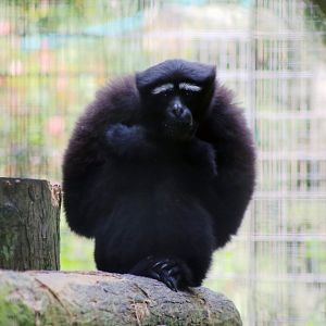 Skywalker Hoolock Gibbon (Hoolock tianxing)