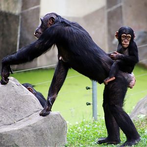 Baby Chimp Riding on Mom’s Back