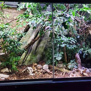 Exhibit for leucistic monocled cobra