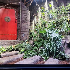 Mangshan Pit Viper vivarium