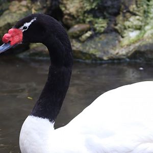 Black-necked Swan