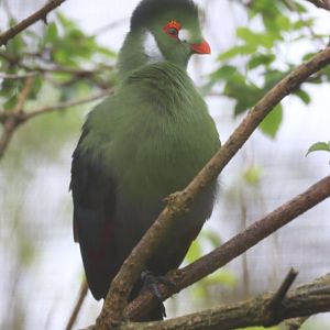 White-cheeked Turaco