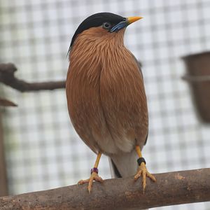 Brahminy Starling