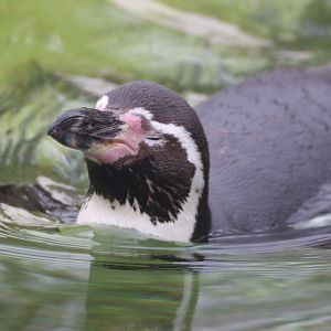 Humboldt Penguin