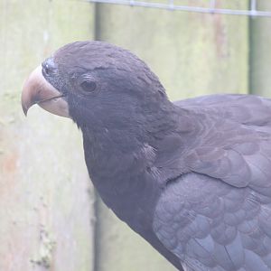 Greater Vasa Parrot