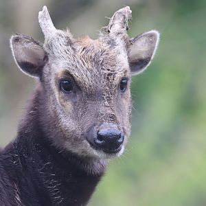 Philippine Spotted Deer