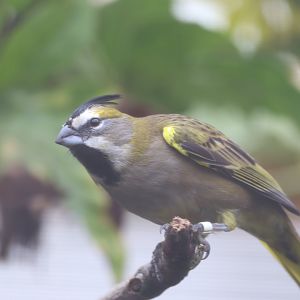 Yellow Cardinal, female