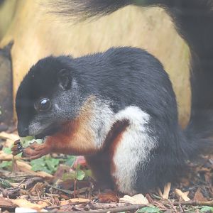 Sumatran Prevost's Squirrel