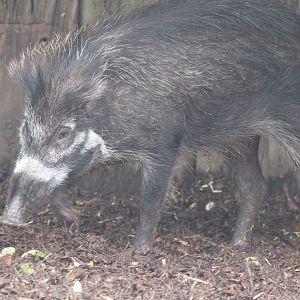 Visayan Warty Pig