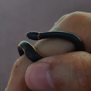 Diadophis punctatus punctatus