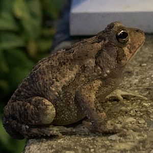 Fowler’s Toad (Anaxyrus fowleri)
