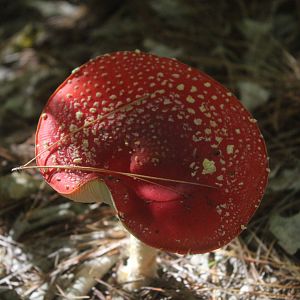 Fly Agaric