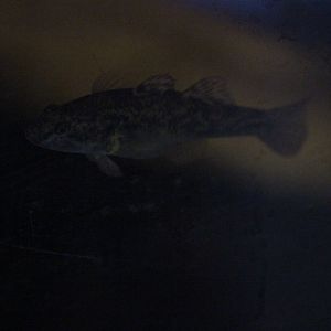 Gobiomorphus cotidianus (in temporary holding tank)