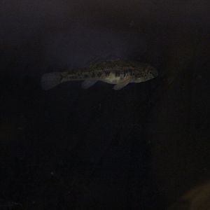 Gobiomorphus cotidianus (in temporary holding tank)