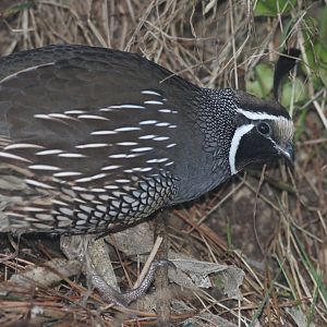 California Quail male