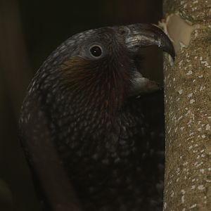 North Island Kākā foraging