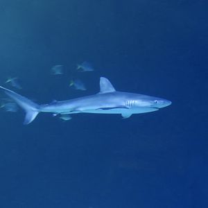 Galapagos Shark (Carcharhinus galapagensis)