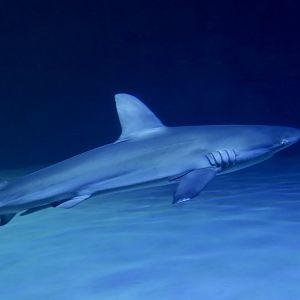 Galapagos Shark (Carcharhinus galapagensis)