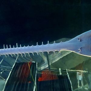 Longcomb Sawfish (Pristis zijsron)