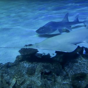 Longcomb Sawfish (Pristis zijsron) and Bowmouth Guitarfish (Rhina ancylostoma)