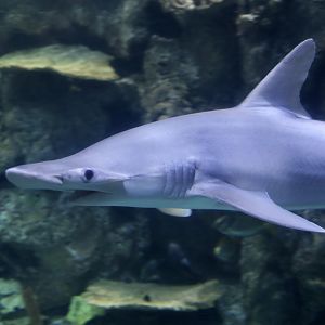 Bonnethead Shark (Sphyrna tiburo)