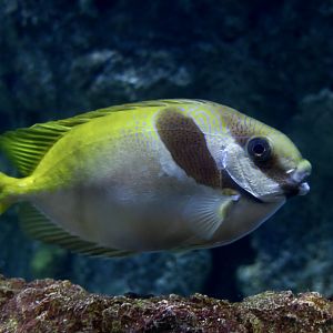 Barhead Spinefoot (Siganus virgatus)